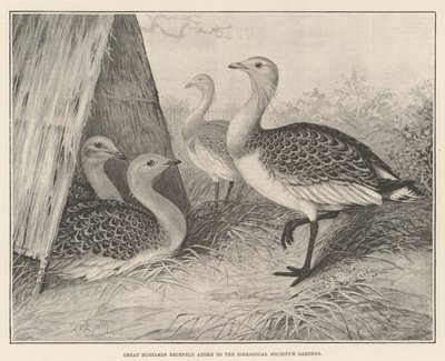 Great Bustards最近加入了Zoological Society&39;s Gardens 作者 亚历山大·弗朗西斯·莱登